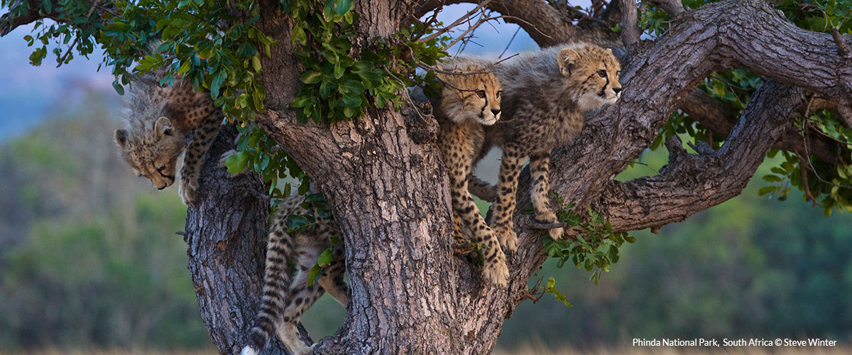 Three baby cheetahs in a tree, two are looking off to the right, one is making its way down the tree