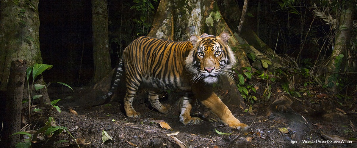 A tiger looks at the camera as it walks through the jungle