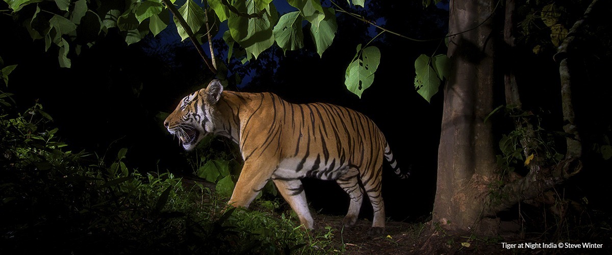A tiger makes it's way through the jungle