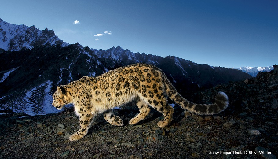 a snow leopard hunts in India with snowy mountains in the background